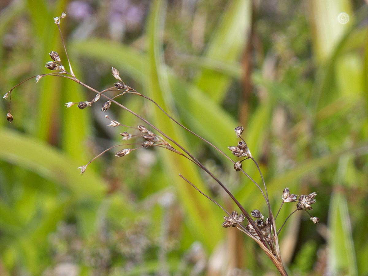 Luzula sylvatica